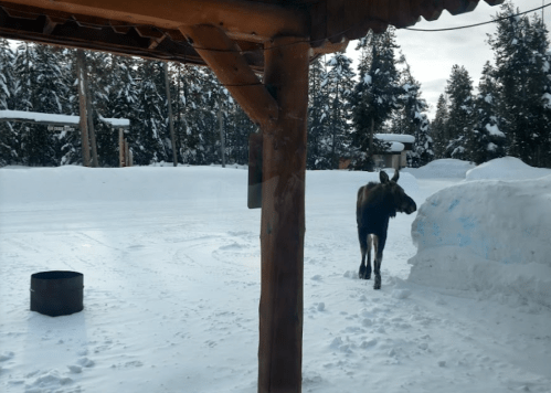 A moose walks through a snowy landscape near a wooden structure, surrounded by tall trees and snowdrifts.