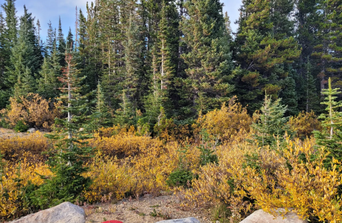 A scenic view of a forest with tall green trees and vibrant yellow foliage, set against a clear sky.