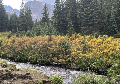 A serene stream flows through a forested area with vibrant yellow foliage and mountains in the background.