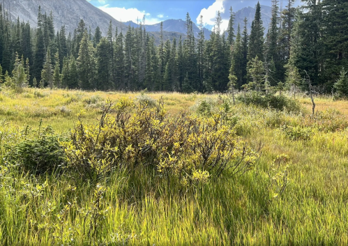 A lush green meadow surrounded by tall trees and mountains under a partly cloudy sky.