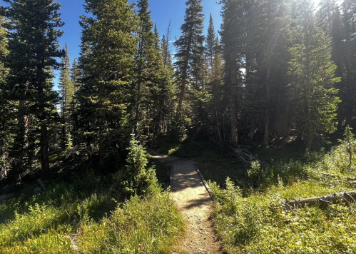 A narrow path winds through a dense forest of tall trees and lush greenery under a clear blue sky.
