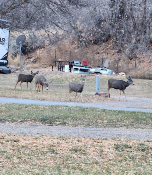 Four deer walking through a grassy area with scattered leaves, near a campsite and trees in the background.