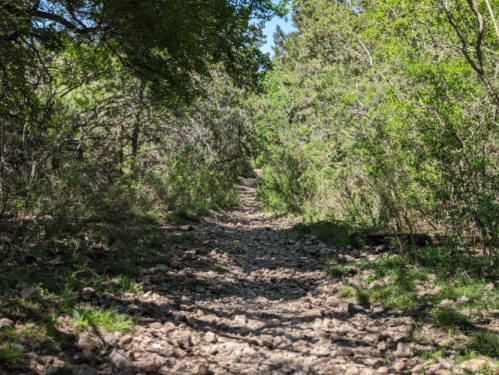 A rocky trail winding through lush greenery under a clear blue sky.