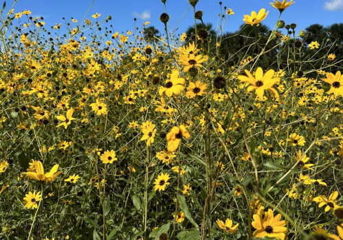 A vibrant field of yellow wildflowers under a clear blue sky, with green foliage in the background.