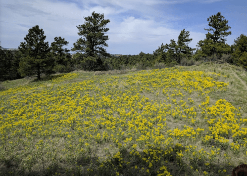 A vibrant field of yellow flowers surrounded by green trees under a blue sky.