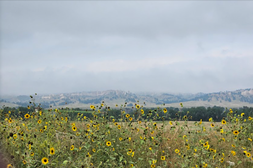 A field of sunflowers stretches towards a misty landscape of rolling hills under a cloudy sky.