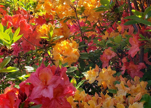 A vibrant display of blooming azalea flowers in shades of pink, orange, and yellow, surrounded by lush green leaves.