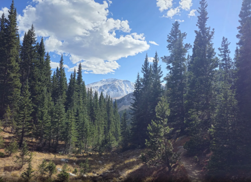 A scenic view of a forested landscape with tall pine trees and a snow-capped mountain under a blue sky with clouds.