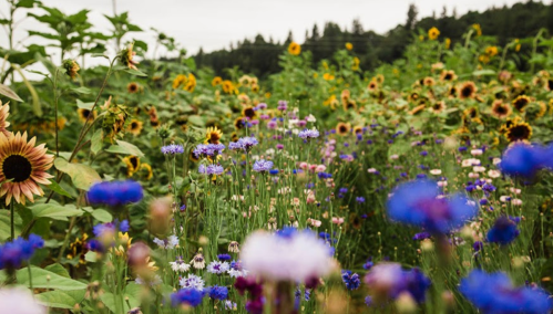 A vibrant field of wildflowers and sunflowers, showcasing a mix of colorful blooms under a cloudy sky.