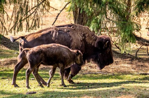 A bison and its calf walking together in a grassy area under trees.