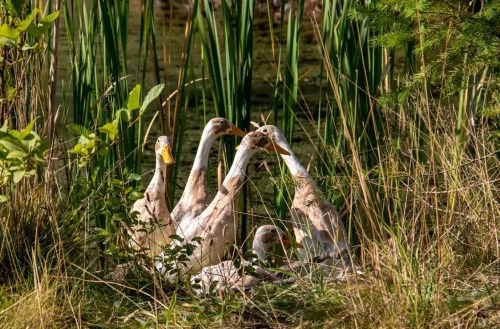 A group of ducks resting among tall grass and reeds by a pond.