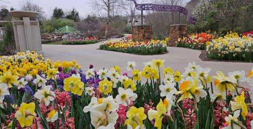 A vibrant garden path surrounded by colorful flowers, including yellow daffodils and pink blooms, in full spring bloom.