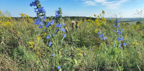 A field of wildflowers featuring vibrant blue blooms among tall grasses and yellow flowers under a clear blue sky.