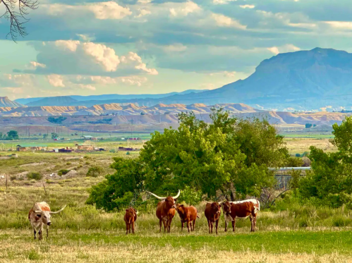 A herd of cattle grazing in a lush green field with mountains and a cloudy sky in the background.