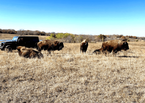 A herd of bison grazing in a dry field near a parked jeep under a clear blue sky.