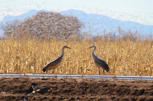 Two sandhill cranes stand in a field with tall golden grass and distant mountains in the background.