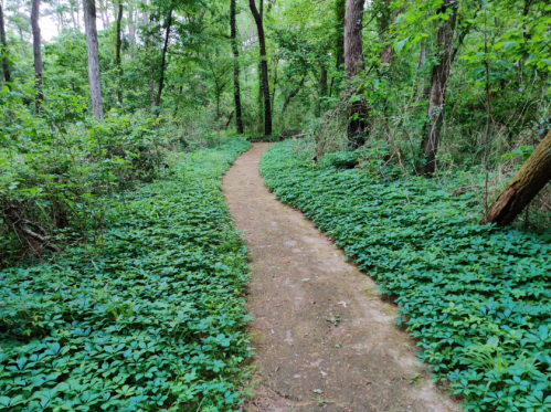 A winding dirt path through a lush green forest, surrounded by dense foliage and trees.