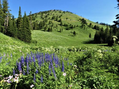 A lush green hillside dotted with trees and vibrant wildflowers under a clear blue sky.