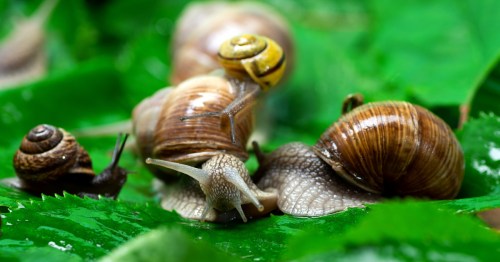 Various snails crawling on green leaves.