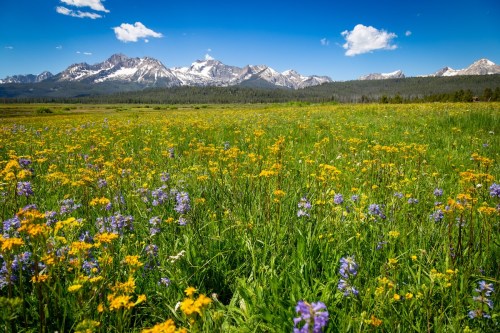 A vibrant field of wildflowers in yellow and purple, with snow-capped mountains and a blue sky in the background.