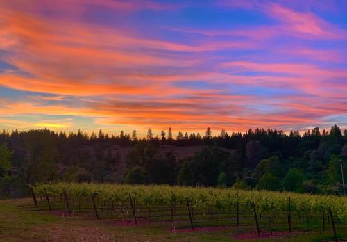 A vibrant sunset over a vineyard, with colorful clouds and silhouettes of trees in the background.
