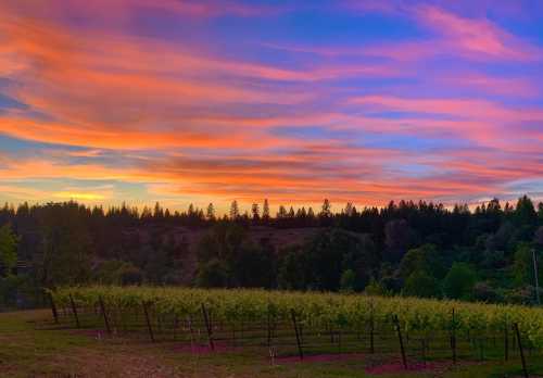 A vibrant sunset over a vineyard, with colorful clouds and silhouettes of trees in the background.