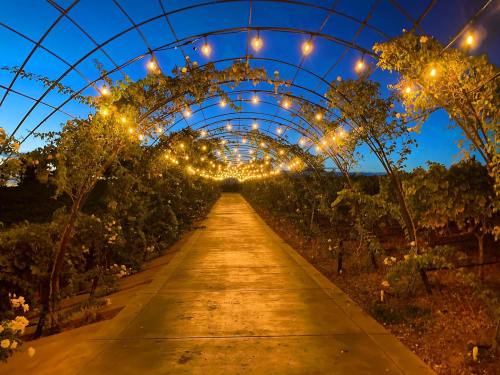 A beautifully lit pathway through a vineyard, adorned with string lights and surrounded by lush greenery at dusk.