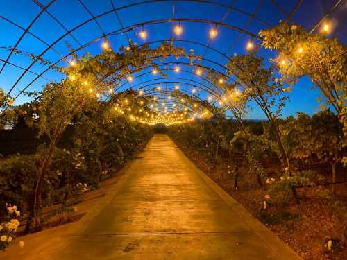 A beautifully lit pathway through a vineyard, adorned with string lights and surrounded by lush greenery at dusk.