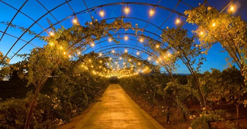 A beautifully lit pathway through a vine-covered archway, adorned with glowing string lights at dusk.
