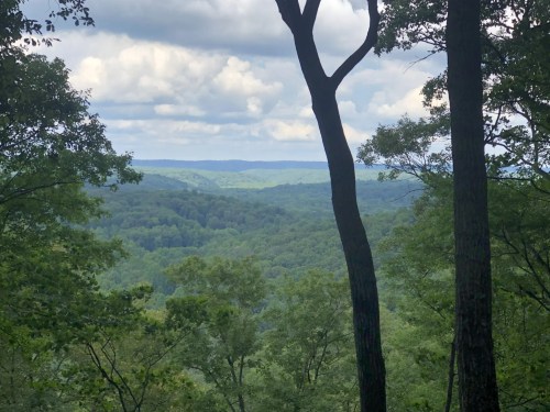 A scenic view of rolling green hills and trees under a cloudy sky, framed by two tall trees in the foreground.