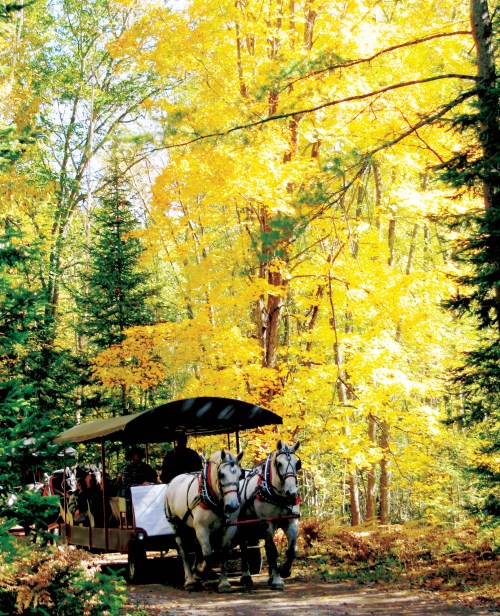 A horse-drawn carriage travels through a vibrant forest with golden autumn leaves.