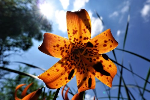 A vibrant orange flower with dark spots, set against a bright blue sky and sunlit clouds.