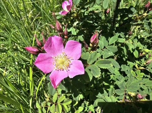 A pink wildflower blooms among green leaves and buds in a sunny, grassy area.