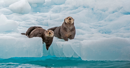 Two sea otters rest on an ice floe, surrounded by icy blue water and a backdrop of ice formations.