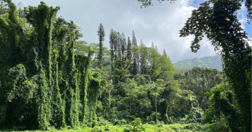 Lush green forest with tall trees and dense vines under a cloudy sky.