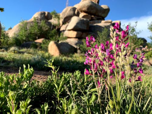 A cluster of vibrant pink wildflowers in the foreground, with large rocks and greenery in the background under a blue sky.
