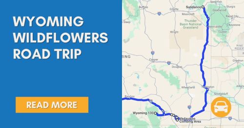 Map highlighting a road trip route through Wyoming, featuring wildflower locations and scenic stops.