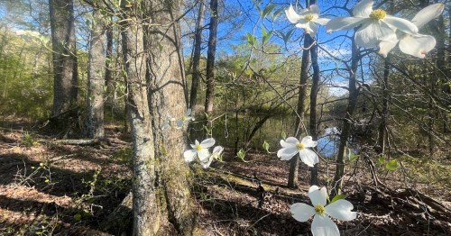 A serene forest scene with white flowers blooming on trees beside a calm, reflective body of water.