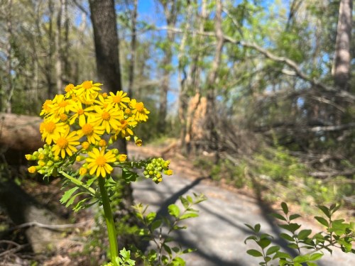 A cluster of bright yellow flowers in the foreground, with a blurred forest path and trees in the background.