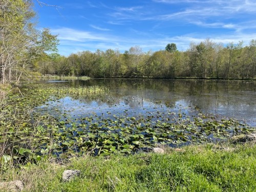 A serene pond surrounded by lush greenery and lily pads under a clear blue sky.