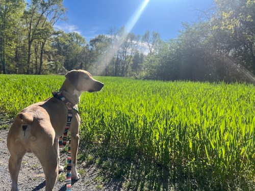 A dog stands on a path, looking towards a sunlit green field surrounded by trees.