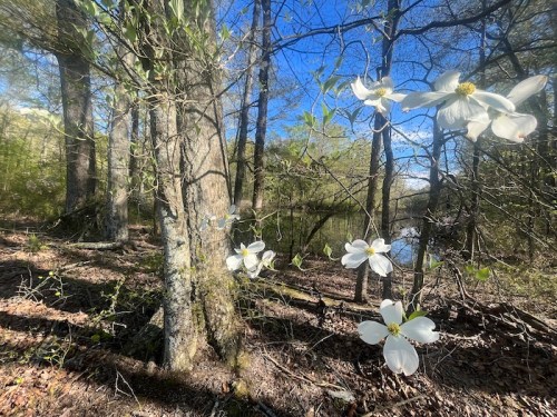 A serene forest scene with white flowers blooming near a calm pond, surrounded by trees and blue sky.