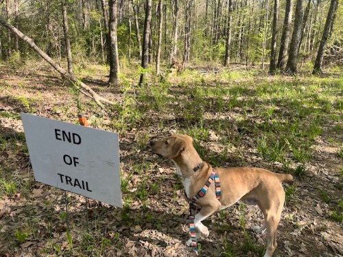 A dog on a leash stands near a sign that reads "END OF TRAIL" in a wooded area with green grass and trees.