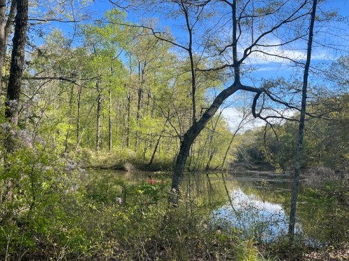 A serene pond surrounded by lush green trees and plants under a clear blue sky. Reflections shimmer on the water's surface.