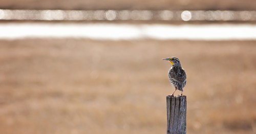 A bird perched on a wooden post, with a blurred background of water and golden grass.