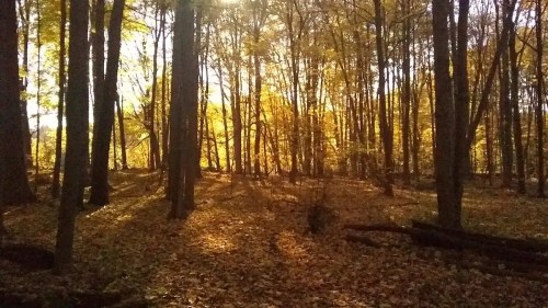 A serene forest scene with golden autumn leaves and sunlight filtering through tall trees.