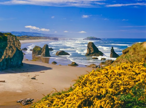 A scenic beach view with rocky formations, gentle waves, and vibrant yellow flowers in the foreground under a blue sky.