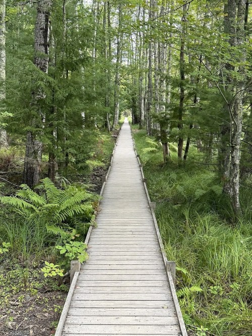 A wooden boardwalk stretches through a lush green forest, surrounded by trees and ferns.