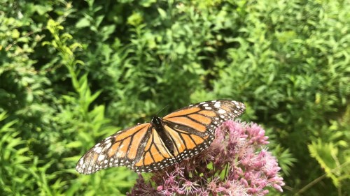 A monarch butterfly perched on a pink flower, surrounded by lush green foliage.