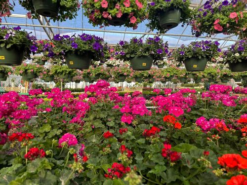 A vibrant greenhouse filled with hanging flower baskets and colorful blooming plants in shades of pink, purple, and red.